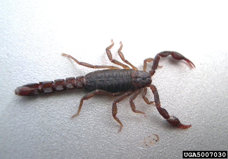 scorpion picture 5